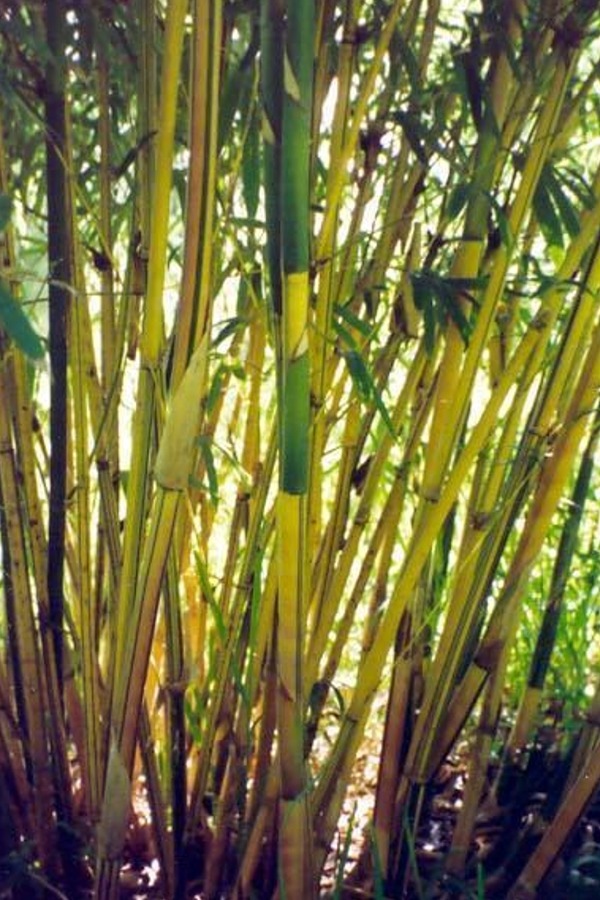 Bambusa multiplex Bamboo (Alphonse Karr) - Rooted